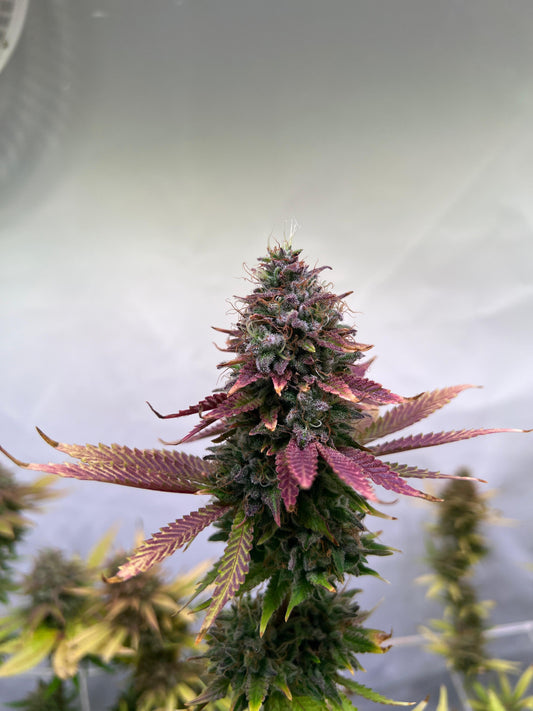 Black Domina x New York Diesel (SweetGreens Genetics) Samen, feminisiert